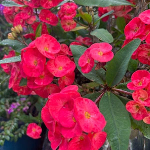 Regal Pink Crown of Thorns: Giant Flowering Euphorbia Milii