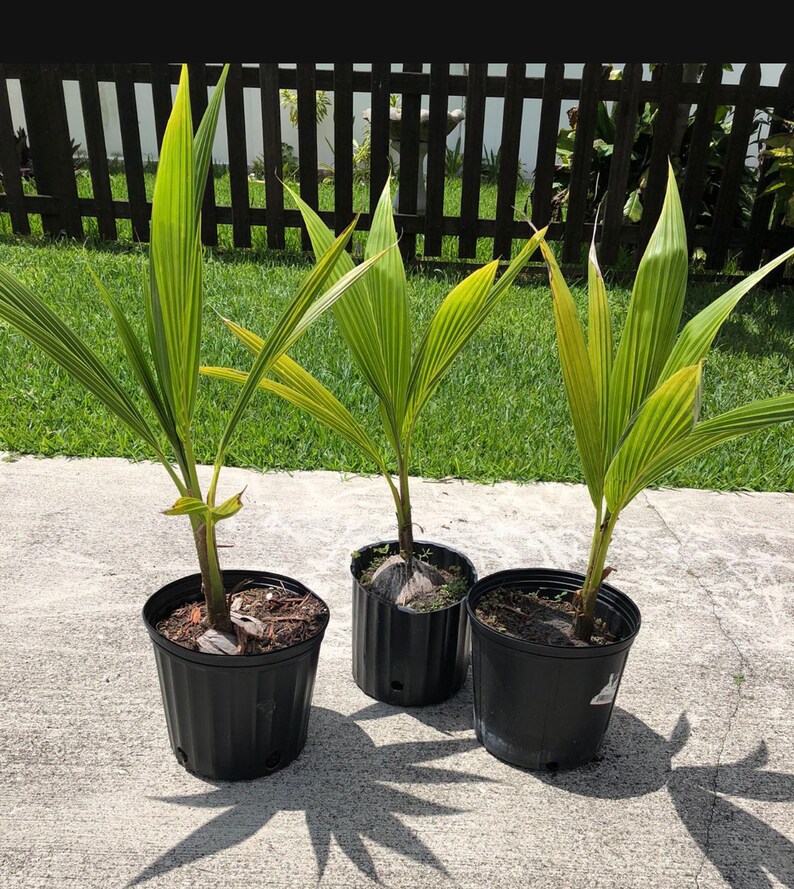 Coconut Palm Tree Sprouted Baby Coconut Sprout Tropical Etsy