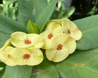 Sunny Splendor: Yellow Crown of Thorns Succulent