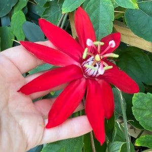 Rare Red Passion Flower Vine: Butterfly Haven