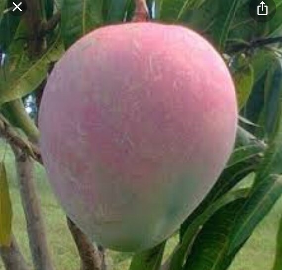 Healthy Vibrant Kent Mango Tree Seedling Kent Mango Tree Etsy