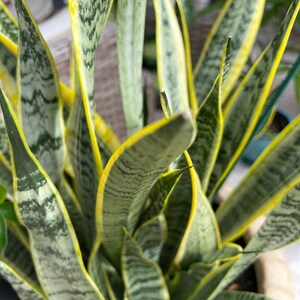 Variegated Snake Plant: Timeless Elegance, Easy Care image 2