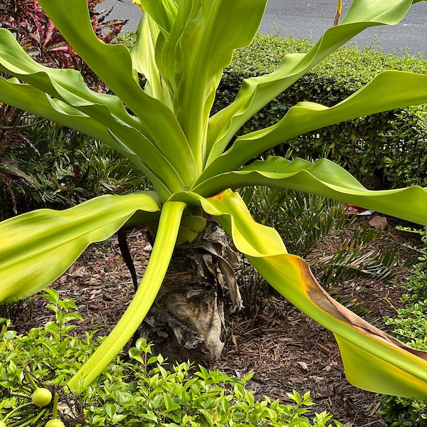 Tropical Elegance: Giant Spider Lily Starter Plant