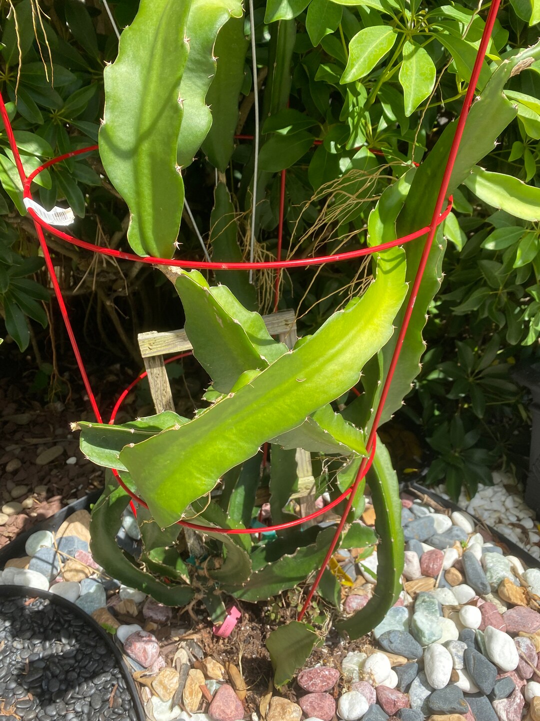 Vibrant Dragon Fruit Cuttings Grow Your Own Exotic Cactus Etsy