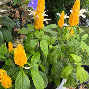 Radiant Gold Shrimp Plant: Pachystachys Lutea Starter image 3