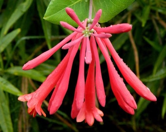 Coral Honeysuckle Vine: Butterfly-Attracting Beauty