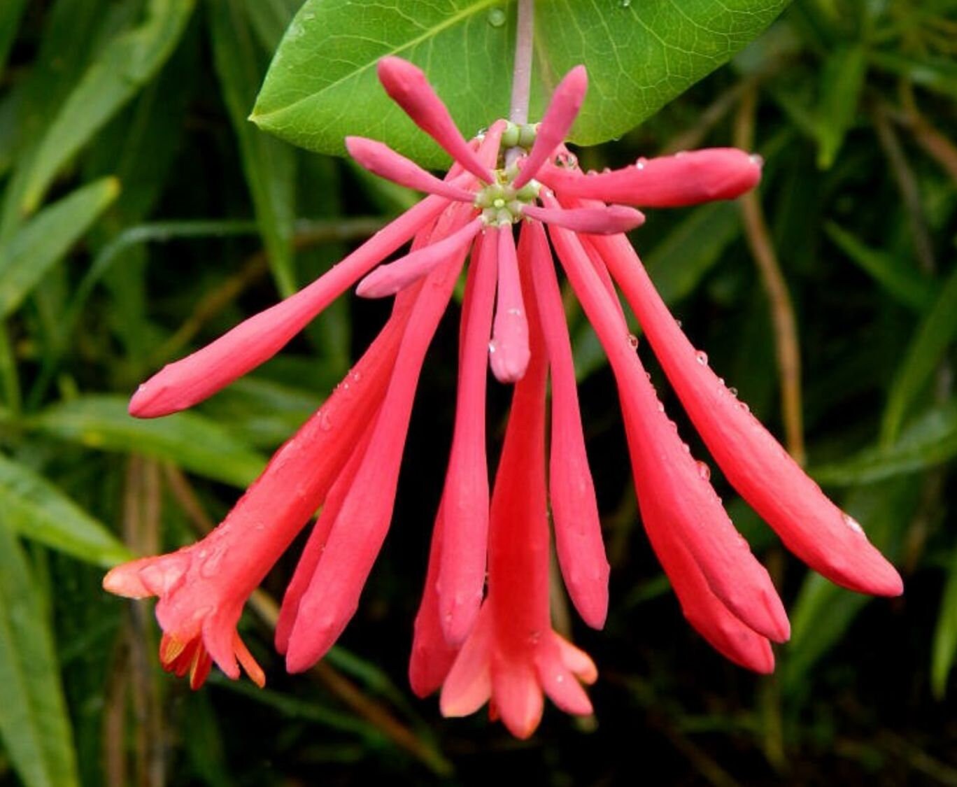 Coral Honeysuckle Vine Butterflyattracting Beauty Etsy