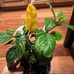 Radiant Gold Shrimp Plant: Pachystachys Lutea Starter image 7