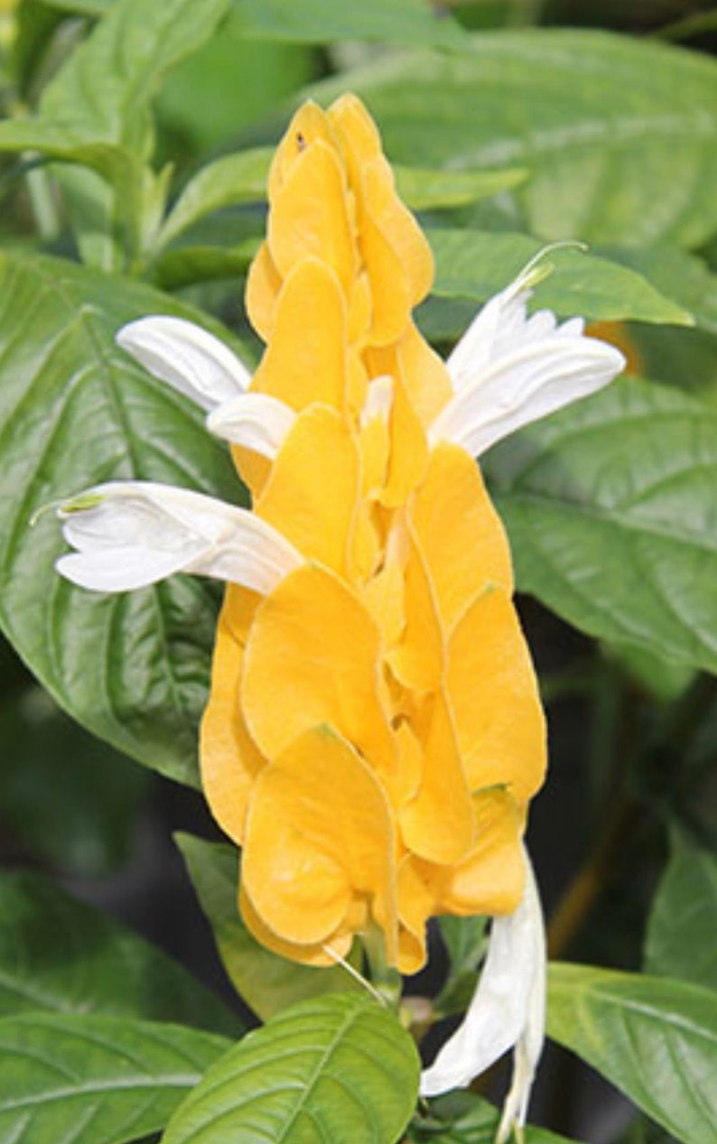 Radiant Gold Shrimp Plant: Pachystachys Lutea Starter image 4