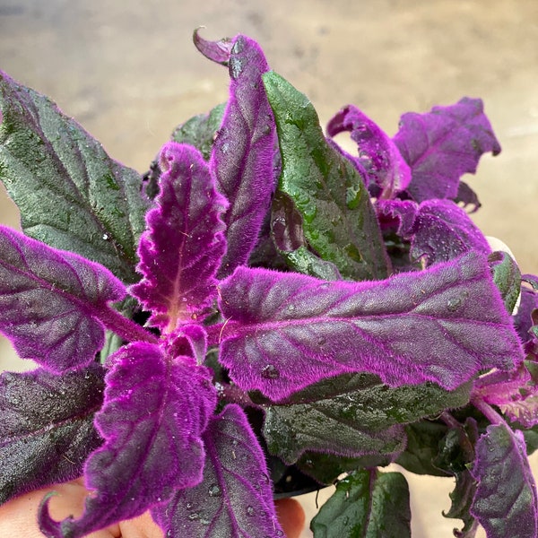 Purple Plant - Etsy