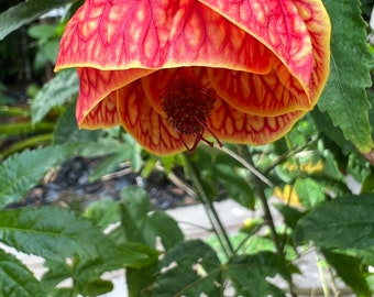 Graceful Blooms: Abutilon Pictum Starter Plant – Easy Elegance for Your Space