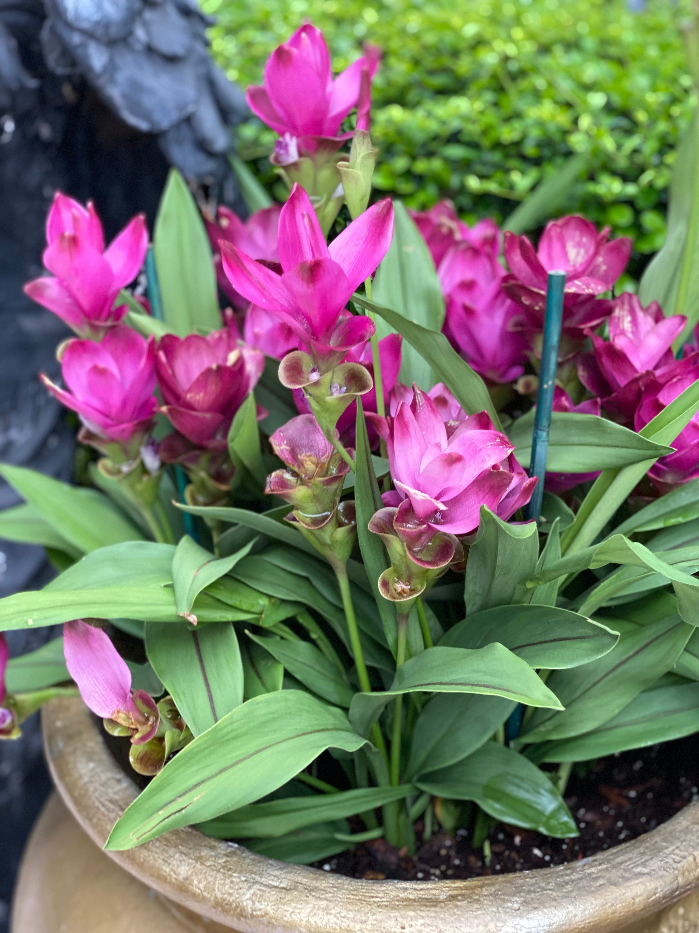 Curcuma plant deals