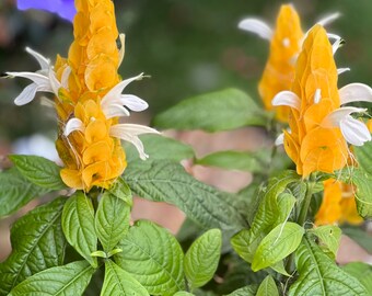 Radiant Gold Shrimp Plant: Pachystachys Lutea Starter