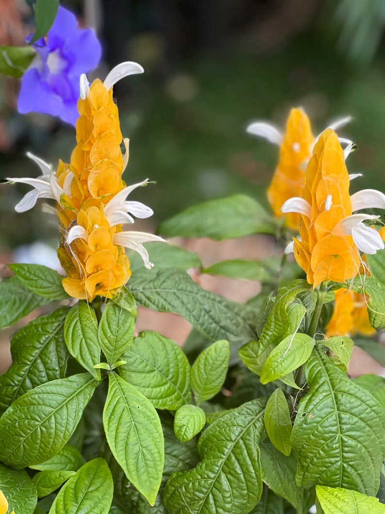 Radiant Gold Shrimp Plant: Pachystachys Lutea Starter image 1