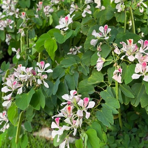 Graceful Pink Bauhinia Orchid Tree: Exotic Elegance for Your Garden