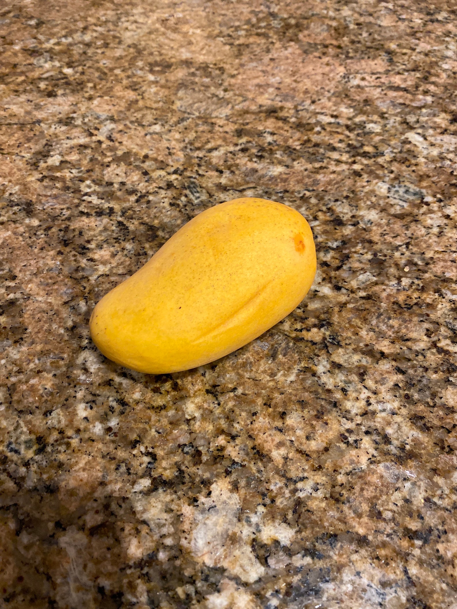 Golden honey mango tree starter plant Etsy