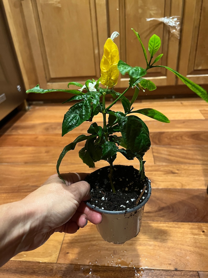 Radiant Gold Shrimp Plant: Pachystachys Lutea Starter image 8