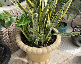 Variegated Snake Plant: Timeless Elegance, Easy Care