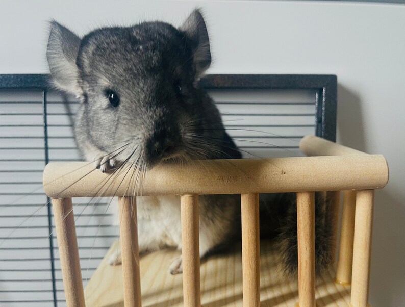 Kiln Dried Pine Wrap Around Railing Ledge for Chinchillas Etsy