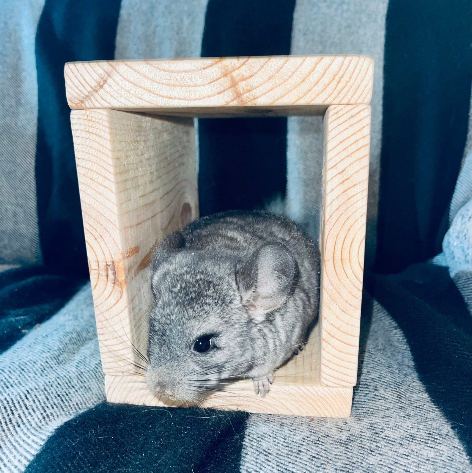 11 Piece Kiln Dried Pine Chinchilla Ledge Set with Hideout Etsy