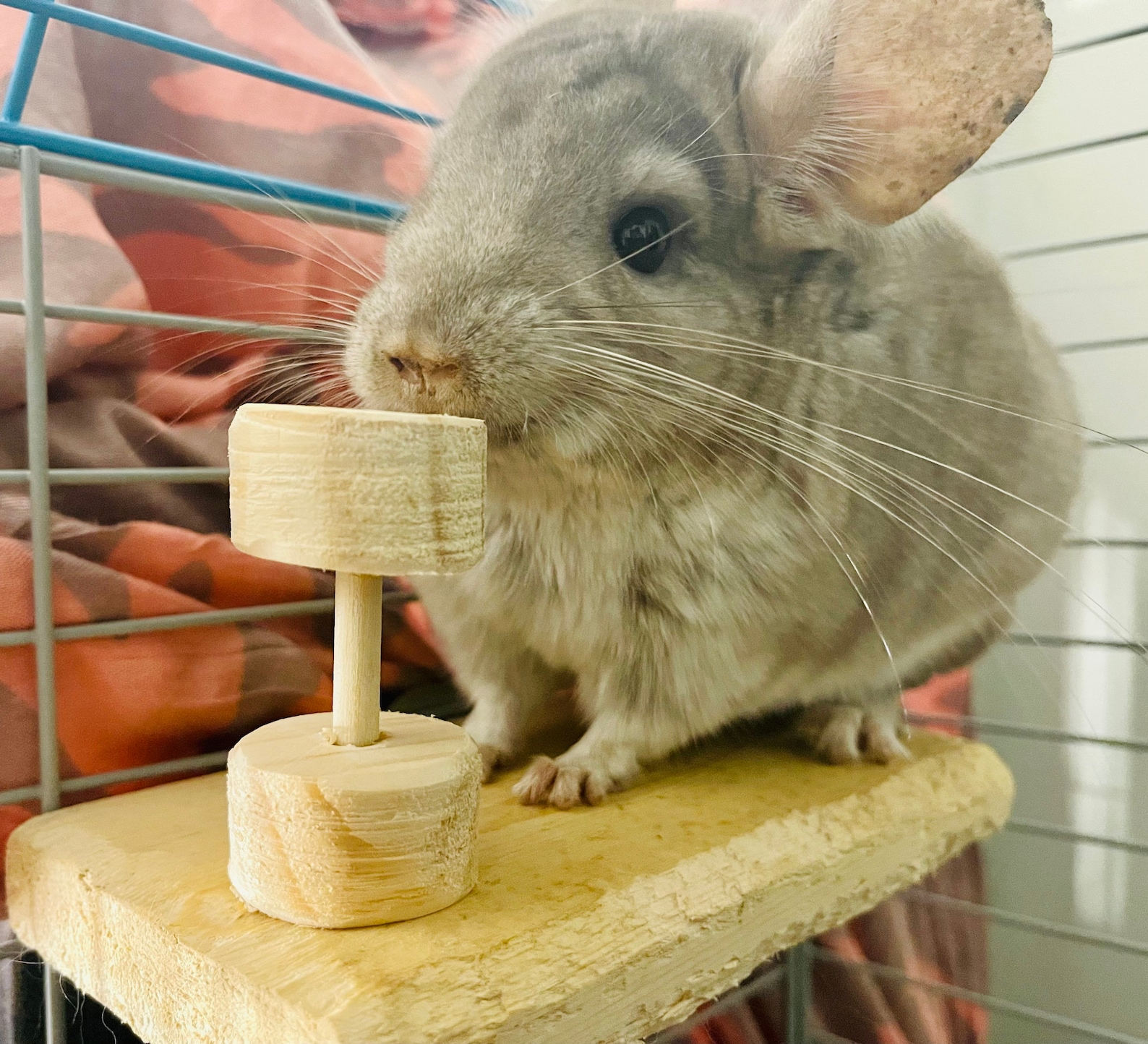 Set of 2 Kiln Dried Pine Dumbbell Chew Toys for Chinchillas Etsy