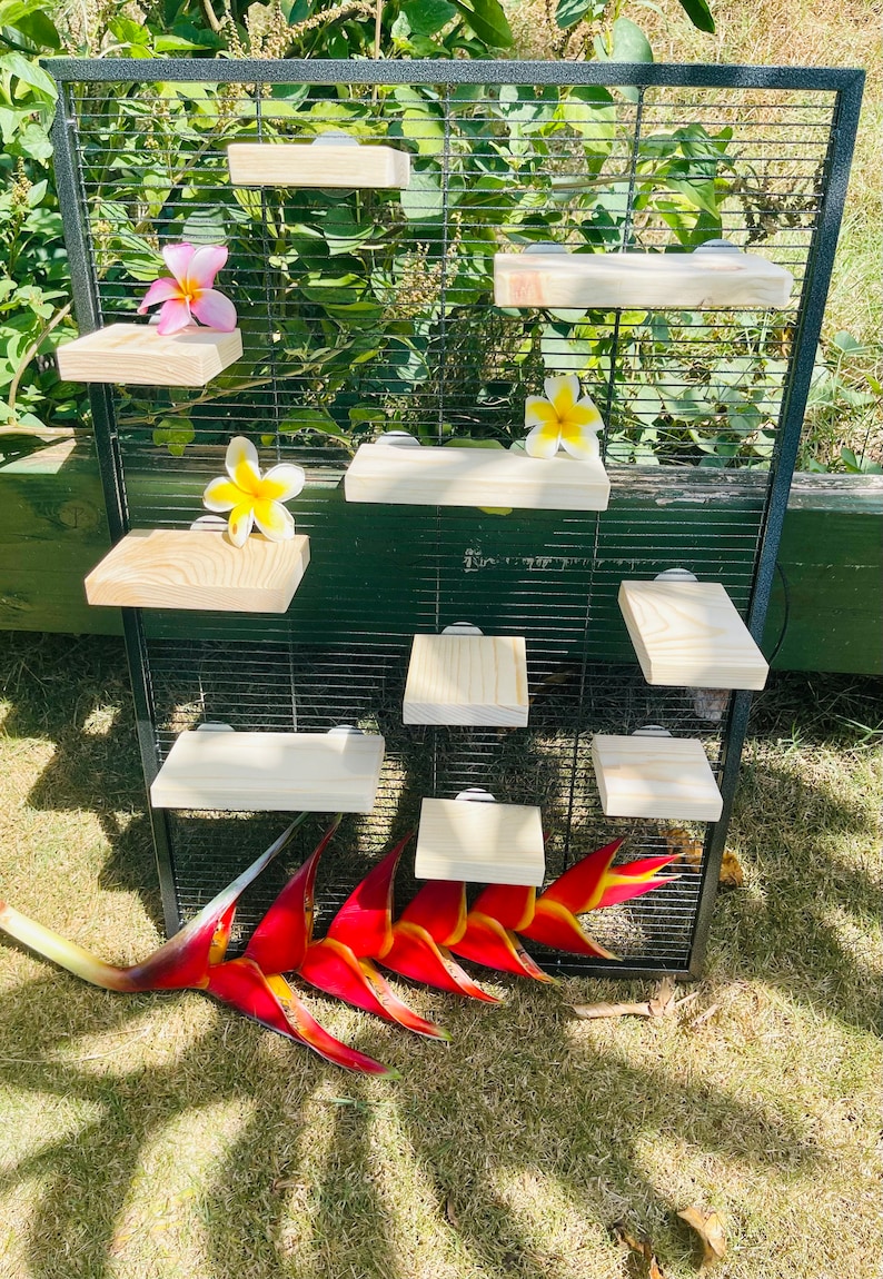 Kiln Dried Pine Ledges for Chinchillas and Other Critters Etsy