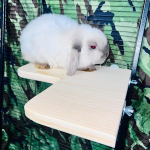 May include: A white rabbit with gray markings sits on a wooden platform attached to a black wire cage. The platform has a rounded edge and is made of natural wood.