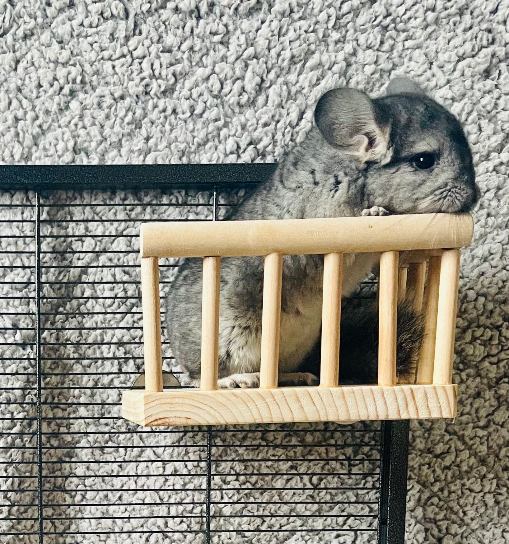 Kiln Dried Pine Wrap Around Railing Ledge for Chinchillas Etsy