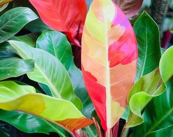 6+ Philodendron Red Moon Bonte Gewortelde Knopen Stekken