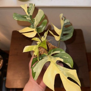 5+ Rare Variegated Rhaphidophora Tetrasperma 1 Leaf Node Cutting Rooted