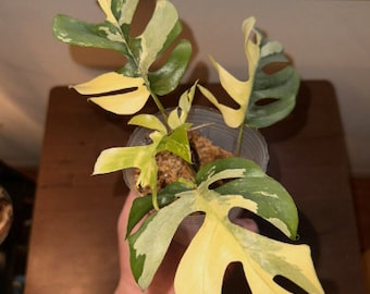 5+ Rare Variegated Rhaphidophora Tetrasperma 1 Leaf Node Cutting Rooted