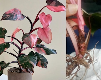 Más de 10 esquejes de nodos enraizados abigarrados de princesa rosa de filodendro
