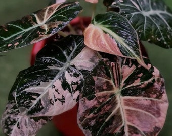 6+ Alocasia Zwart Fluwelen Roze Bonte Knollen | Alocasia-bollen planten