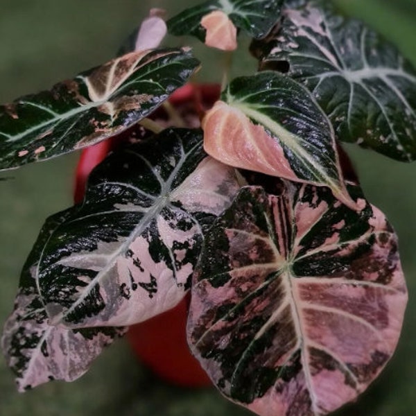 6+ Alocasia Black Velvet Pink Variegated Corms | Alocasia Planting Bulbs