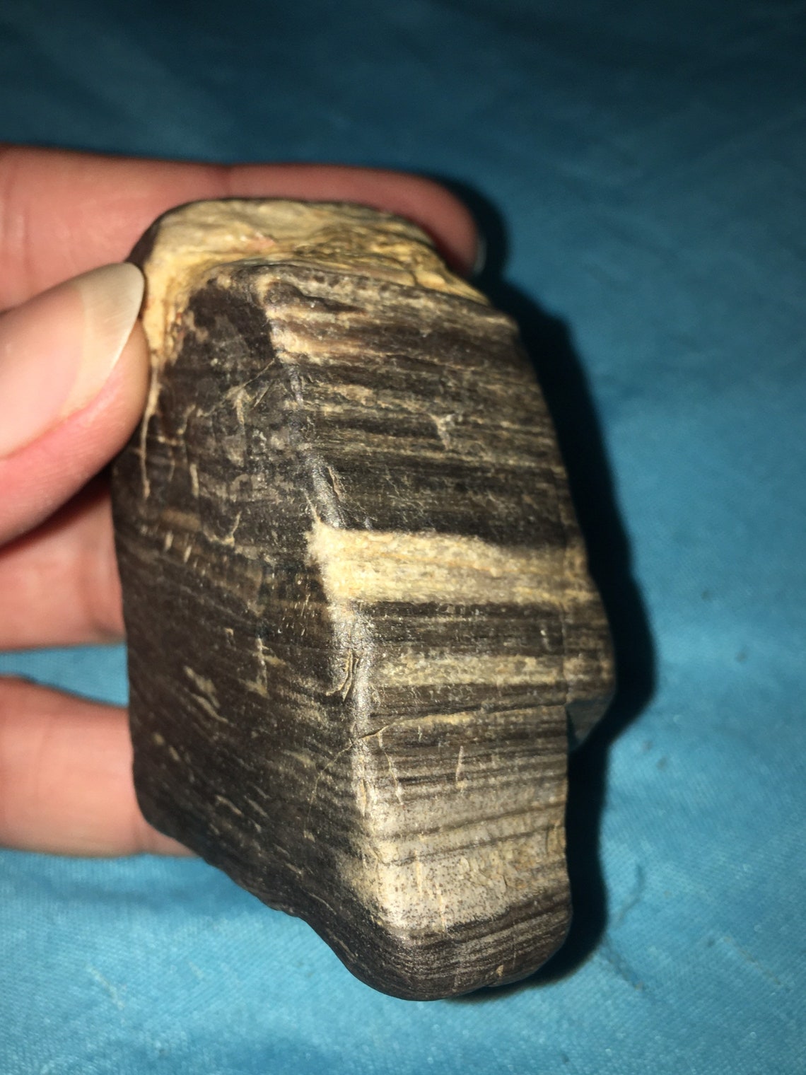 Small Raw Australian Petrified Wood Etsy