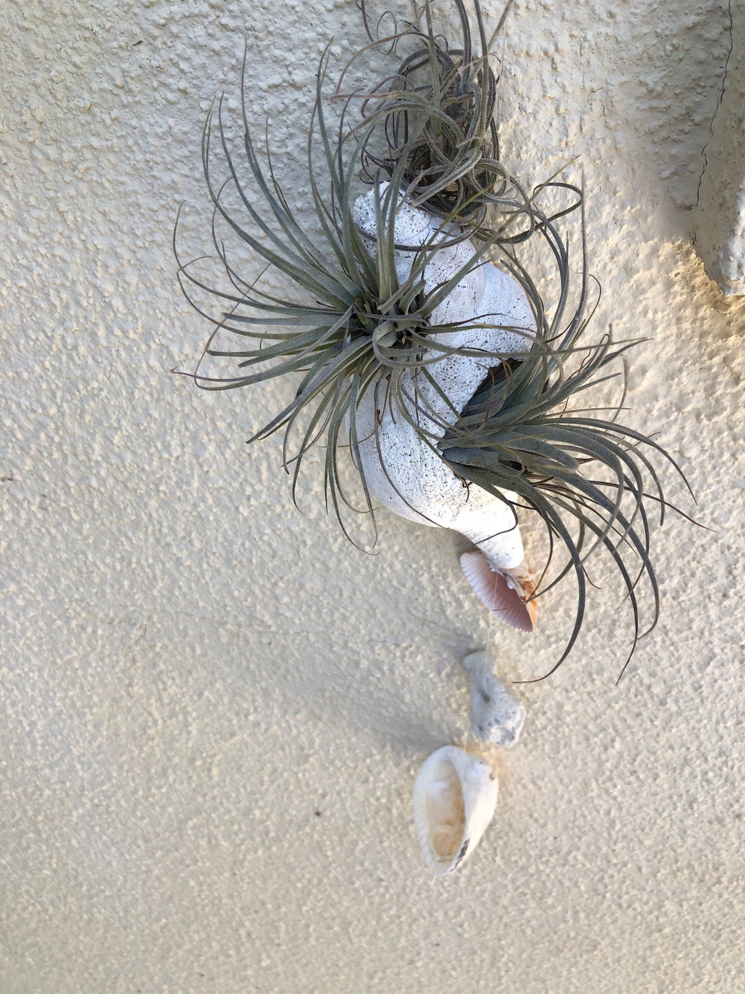 Shell With Airplants and More Shells - Etsy