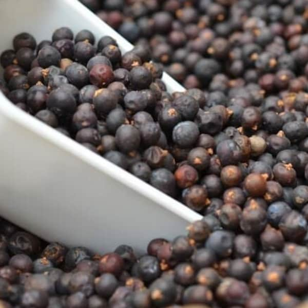 Juniper Berries Dried Whole ~ Juniperus Communis