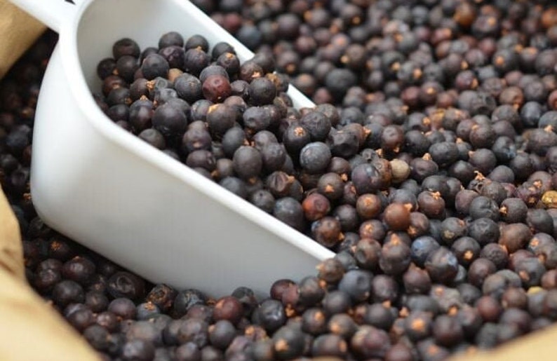 May include: A white scoop filled with dark brown juniper berries. The berries are piled high in a brown paper bag.