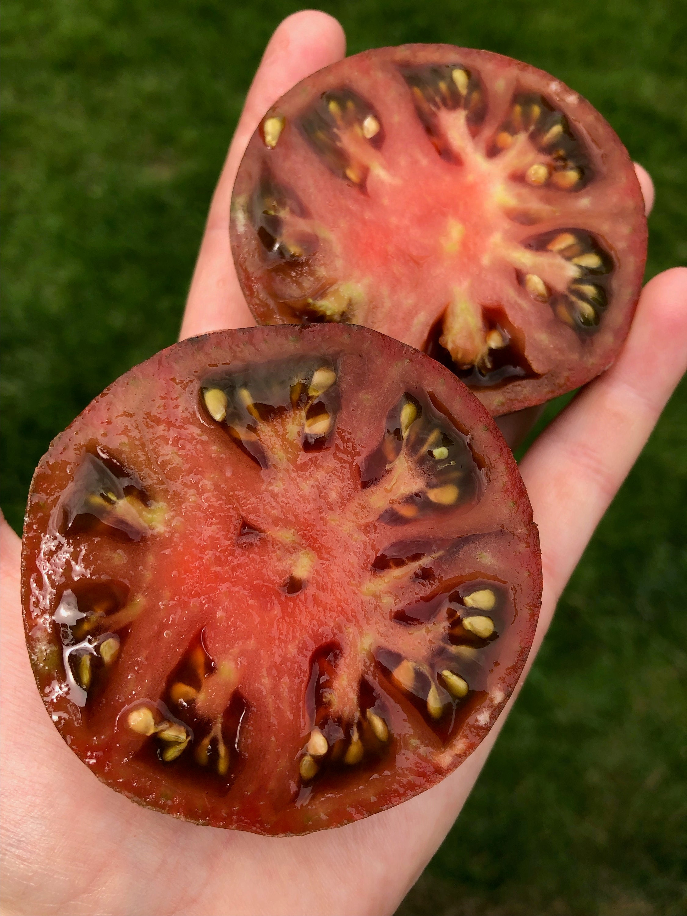 Rebel Starfighter Prime Tomato Seeds - Etsy UK