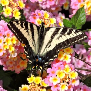 Yellow Swallow Tail