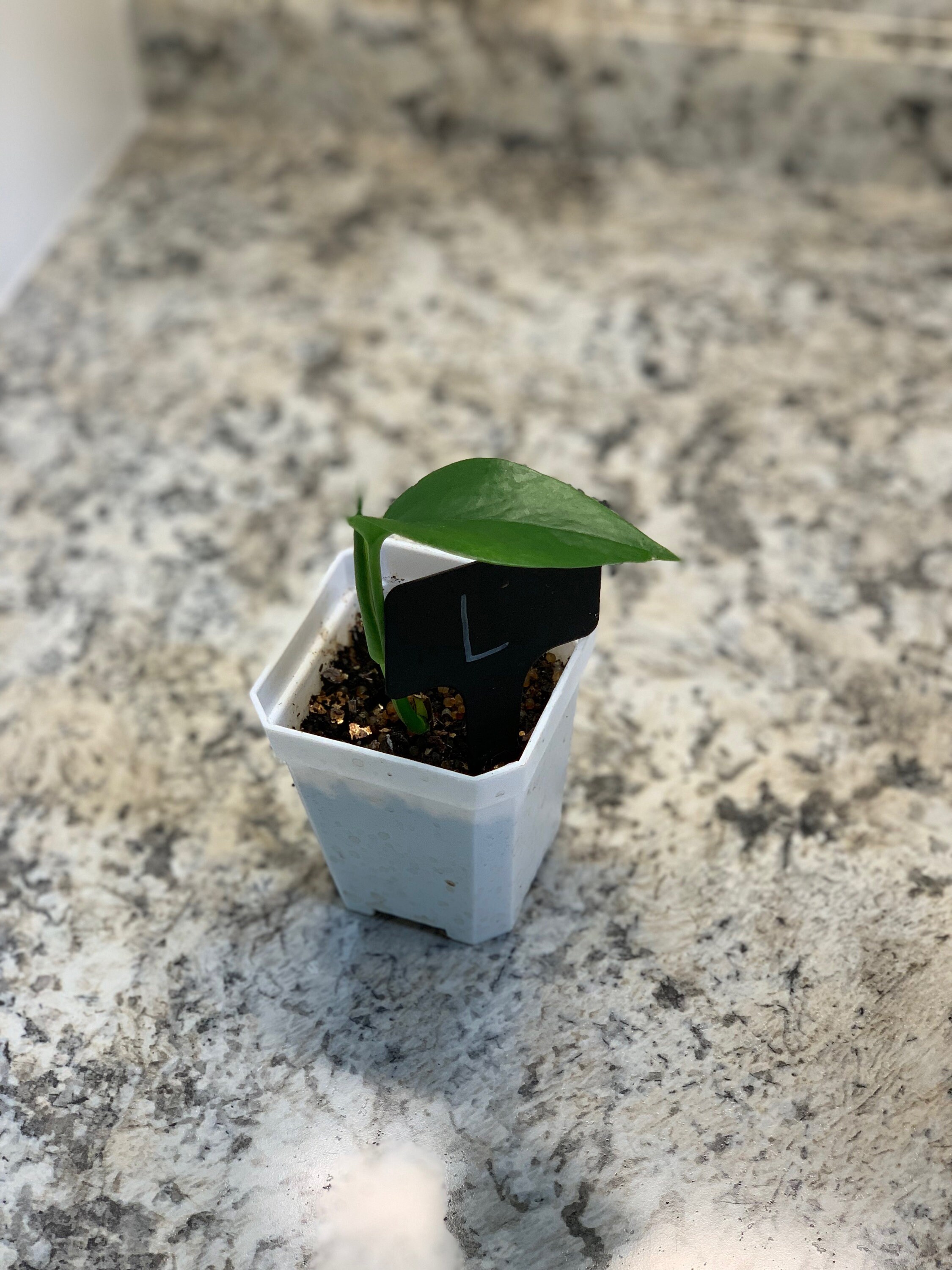 Jade PothosRooted Cutting Plant L Etsy