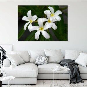 White Frangipanis Digital Download