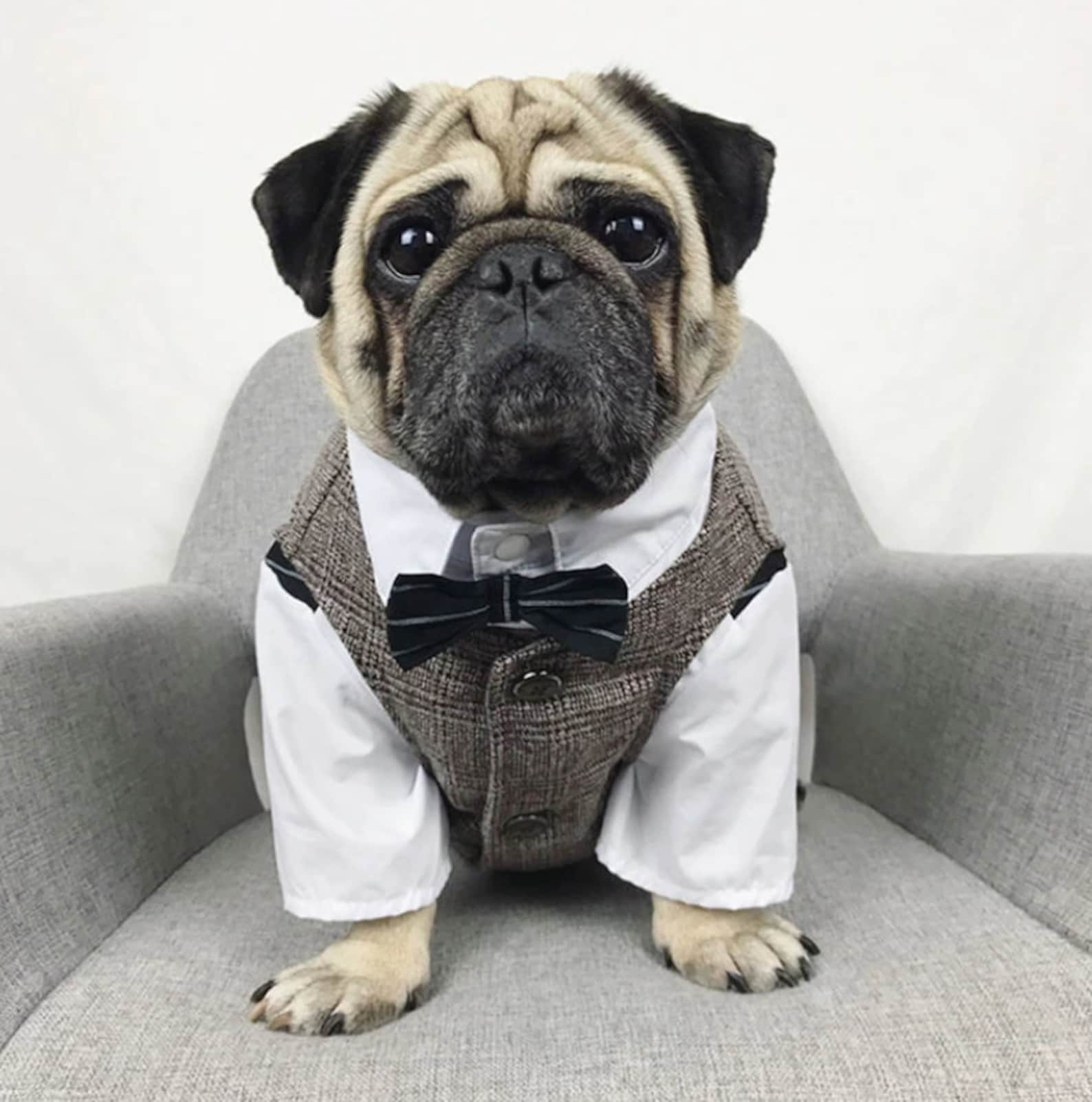 Mops Hund Kostüm Hochzeit Hund Outfit Hochzeit Hund Tuxedo Etsy