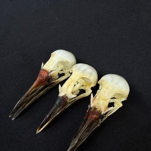 Real Skulls Amaurornis phoenicurus Bird (Lots 3 pcs)