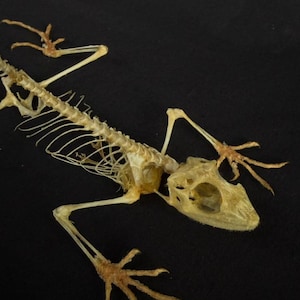 Esqueleto de Broncocela Cubata taxidermizado de verdade