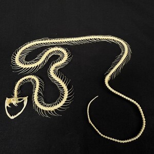 Real Trimeresurus Alborabis Snake Skeleton (Width form)