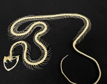 Real Trimeresurus Alborabis Snake Skeleton (Width form)