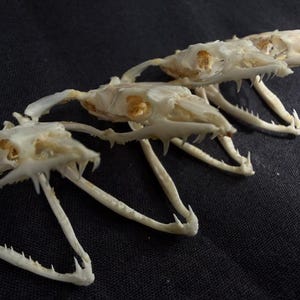 Pode incluir: Três crânios de cobra dispostos sobre uma superfície escura. Os crânios são esbranquiçados, com órbitas oculares e dentes afiados visíveis. As mandíbulas estão abertas, mostrando a estrutura esquelética. O fundo é cinza escuro texturizado.