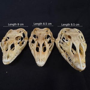 Puede incluir: Tres cráneos de reptiles de diferentes longitudes: 8 cm, 8,5 cm y 9,5 cm. Los cráneos son de color blanquecino y tienen estructuras óseas intrincadas. La imagen está sobre un fondo oscuro.