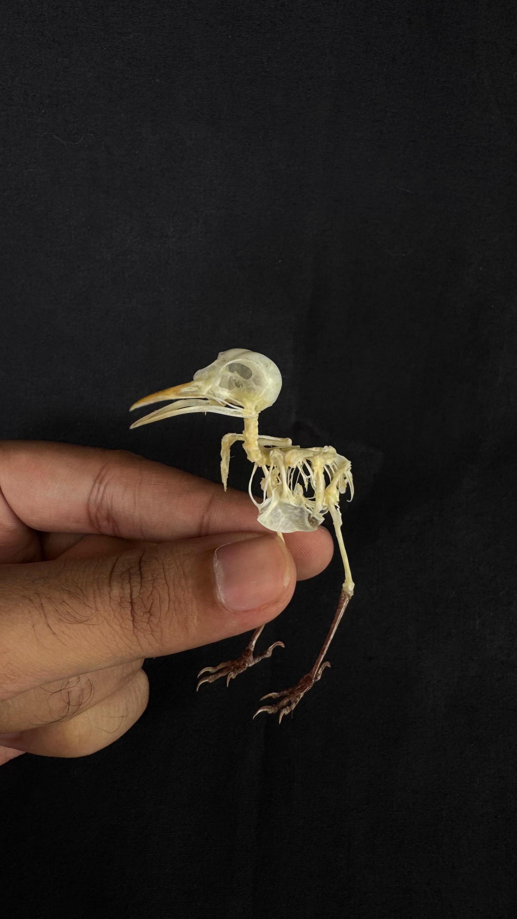 本物の剥製鳥類Orthotomus ruficepsの骨格 - Etsy 日本